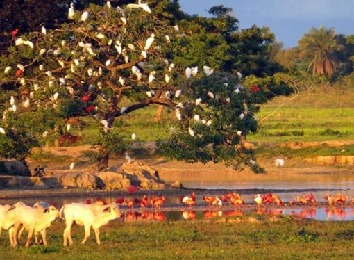 La Orinoquía: Un Tesoro Natural para el Turismo Sostenible
