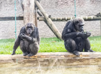 LOS CHIMPANCÉS COBRAN VENGANZA, Crónica de Gardeazábal