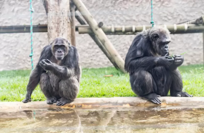 LOS CHIMPANCÉS COBRAN VENGANZA, Crónica de Gardeazábal