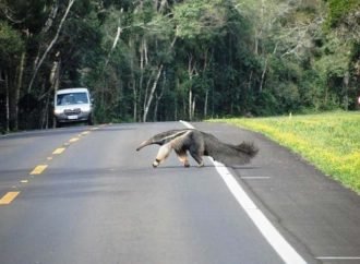 PASO “PETONAL” PARA FAUNA SILVESTRE EN CARRETERAS