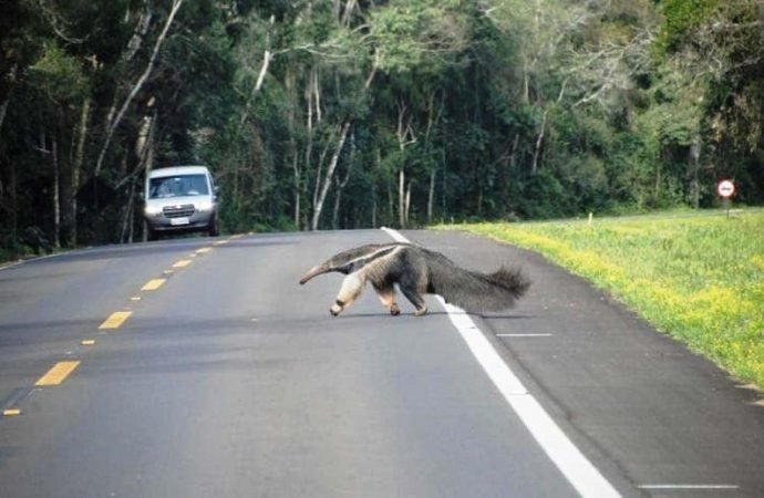 PASO “PETONAL” PARA FAUNA SILVESTRE EN CARRETERAS