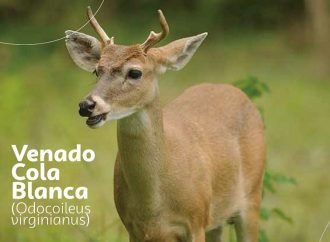 Tres especies del llano en peligro de extinción