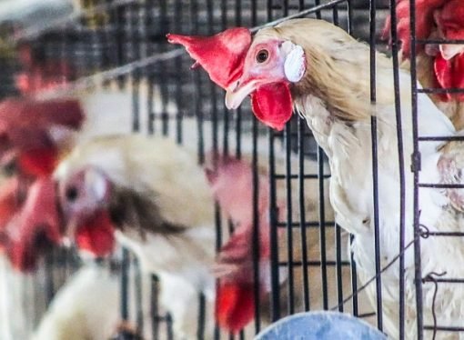 Empresas y ONG avanzan hacia una Colombia libre de jaulas