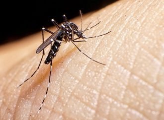 No descuide las medidas de prevención contra el dengue