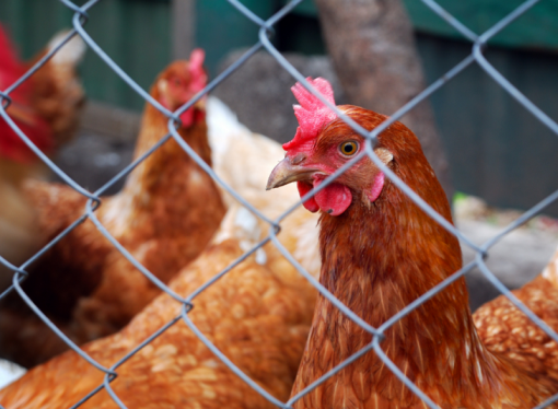 Empresas aceleran compromiso en la promoción del bienestar animal