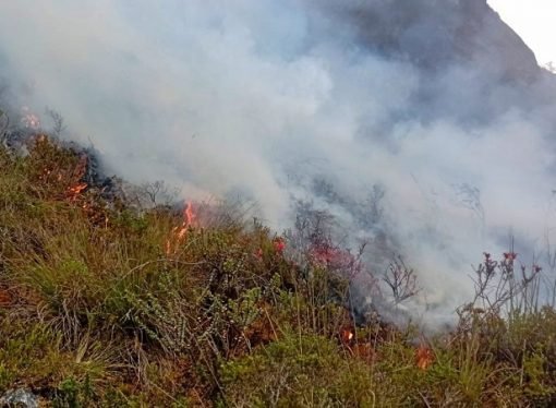 Apagaron incendio forestal en la cima de la Montaña