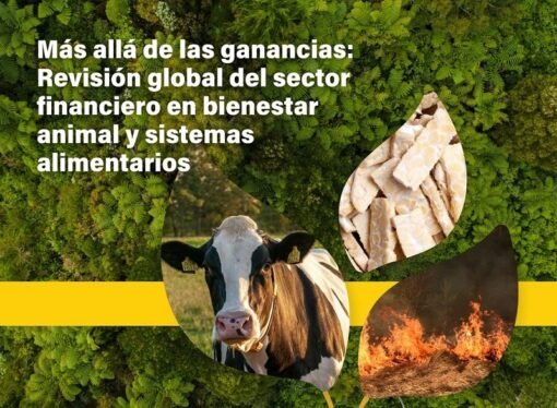 Entidades financieras no están alineadas con el bienestar animal