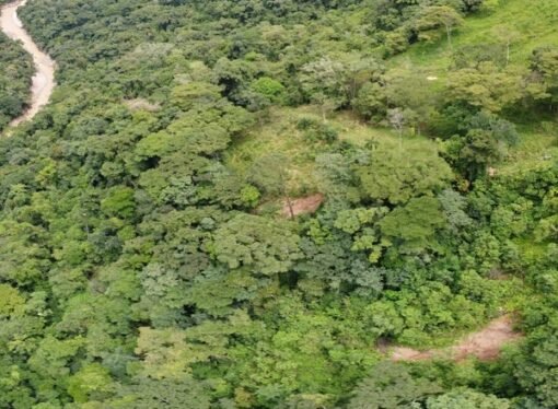 Ecopetrol adquirió 970 hectáreas para la protección de la biodiversidad en Casanare