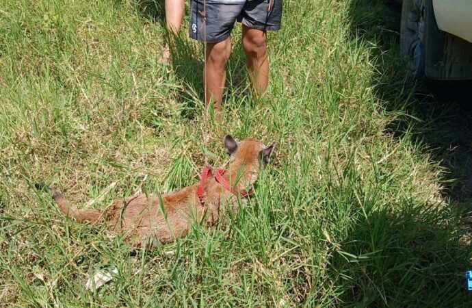 Triste historia para un cachorro de Puma en la jurisdicción de Corporinoquia