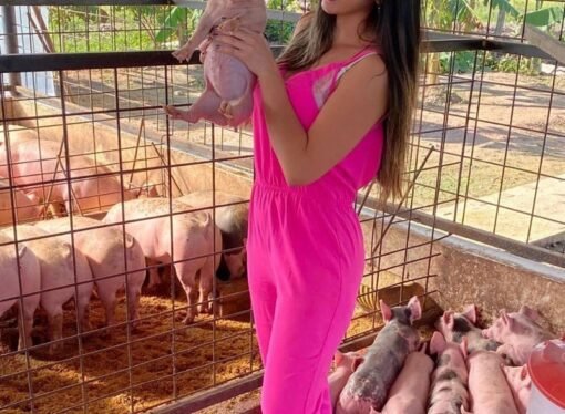 Porcicultores casanareños están produciendo, en medio de las restricciones y la falta de acompañamiento