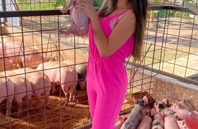Porcicultores casanareños están produciendo, en medio de las restricciones y la falta de acompañamiento